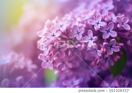 Lilac soft flowers. Spring garden. Generate Ai 101326337