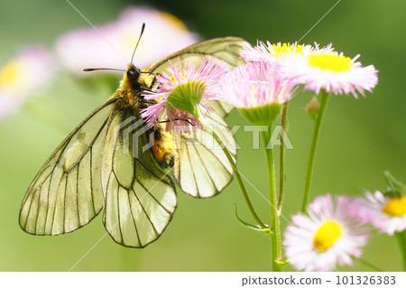 Parnassian white butterfly sucking nectar from Halcyon flowers Parnassian white butterfly sucking nectar from Halcyon flowers 101326383