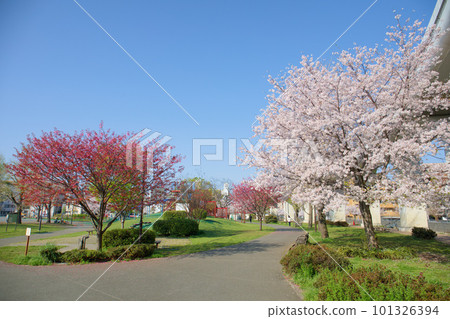 牧田公園櫻花 101326394