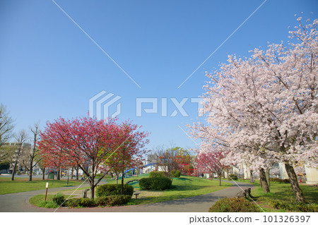 Makita Park Sakura 101326397