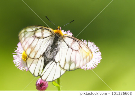 Parnassian white butterfly sucking nectar from Halcyon flowers Parnassian white butterfly sucking nectar from Halcyon flowers 101326608