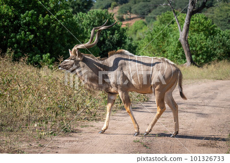 Male greater kudu crosses road towards bushes 101326733