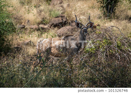 Male greater kudu stands staring in bushes 101326746