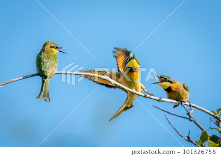 Little bee-eaters on branch chase away another 101326758