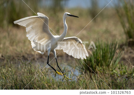 Little egret about to land on riverbank 101326763