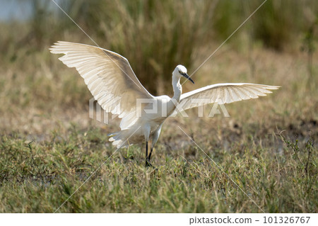 Little egret lands in grass on riverbank Little egret lands in grass on riverbank 101326767