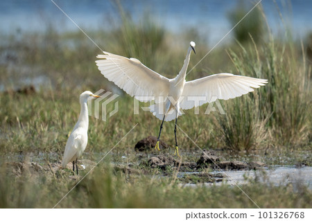Little egret lands in shallows by another Little egret lands in shallows by another 101326768