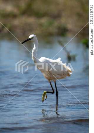 Little egret stands in shallows raising foot 101326782