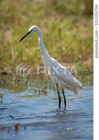 Little egret stands in water leaning forward Little egret stands in water leaning forward 101326784