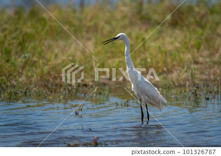 Little egret stands in water opening beak Little egret stands in water opening beak 101326787