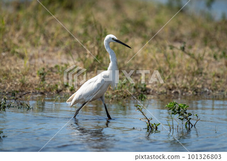 Little egret walks through floodplain in sunshine 101326803