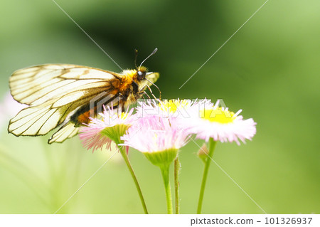 帕納西斯白蝴蝶從翡翠花中吸食花蜜 帕納西斯白蝴蝶從翡翠花中吸食花蜜 101326937