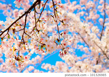New Year's blue sky and cherry blossoms in full bloom Free image material 101326985