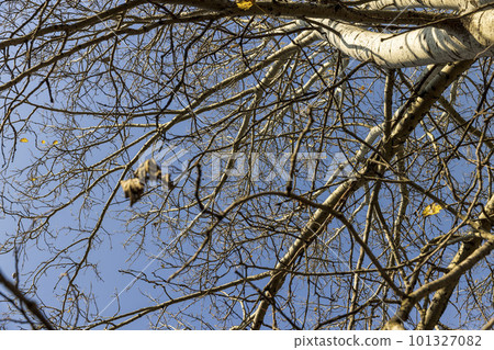 the autumn time of leaf fall in the birch thicket against the blue sky the autumn time of leaf fall in the birch thicket against the blue sky 101327082