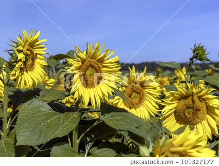Sunflower field with flowers and bees 101327177