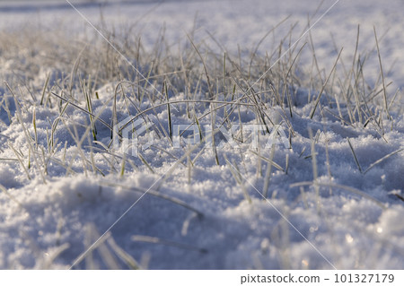 Grass covered with snow and ice in winter 101327179