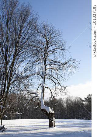 snow-covered bare deciduous trees in winter snow-covered bare deciduous trees in winter 101327195