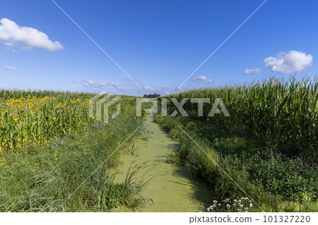 Green grass and swamp in the summer 101327220