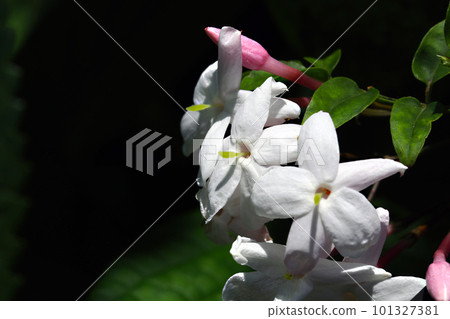 Pure white fragrant jasmine flowers (using a macro lens, black background, outdoor close-up image) Pure white fragrant jasmine flowers (using a macro lens, black background, outdoor close-up image) 101327381