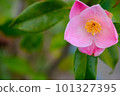 Pink camellia flowers 101327395