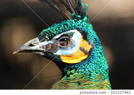 gallant peacock gallant peacock 101327461