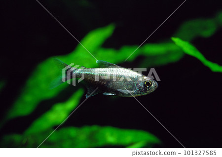 Golden Tetra 水族館 101327585