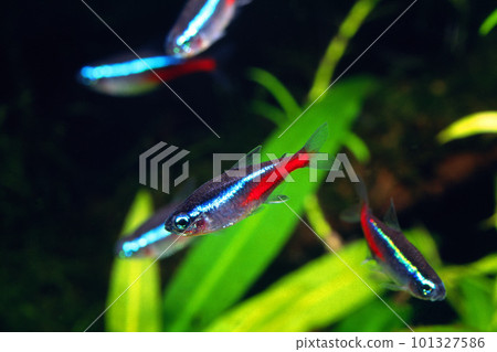 neon tetra aquarium neon tetra aquarium 101327586