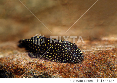 Borneo pleco taninobori family aquarium 101327587