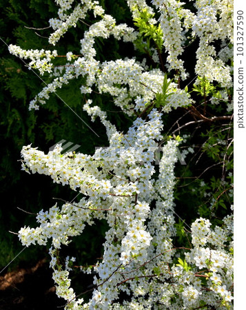Yukiyanagi in full bloom Yukiyanagi in full bloom 101327590