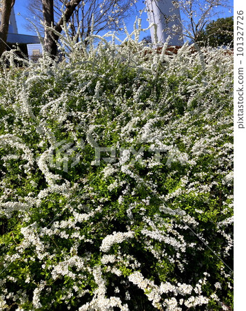 Yukiyanagi in full bloom Yukiyanagi in full bloom 101327726