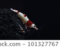 Red Bish Lump 101327767