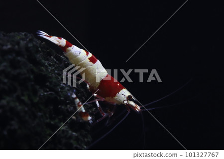 Red Bish Lump 101327767