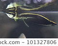 黑龍魚 101327806