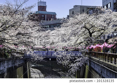 東京目黑川上游盛開的櫻花 東京目黑川上游盛開的櫻花 101328135