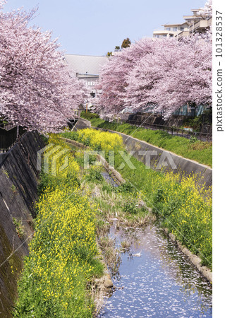 福岡縣北九州市志伊川沿岸盛開的櫻花樹和油菜花 101328537