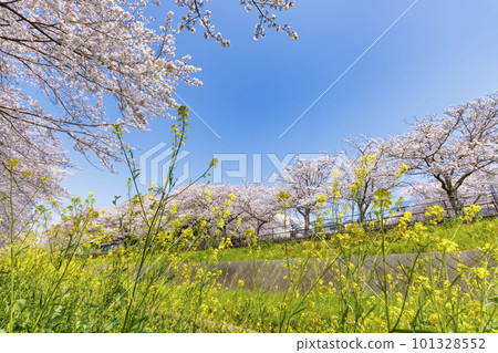 福岡縣北九州市志伊川沿岸盛開的櫻花樹和油菜花 福岡縣北九州市志伊川沿岸盛開的櫻花樹和油菜花 101328552