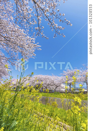 福岡縣北九州市志伊川沿岸盛開的櫻花樹和油菜花 福岡縣北九州市志伊川沿岸盛開的櫻花樹和油菜花 101328553