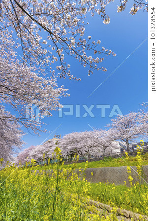 福岡縣北九州市志伊川沿岸盛開的櫻花樹和油菜花 福岡縣北九州市志伊川沿岸盛開的櫻花樹和油菜花 101328554