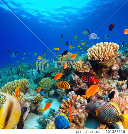 Underwater world in tropical ocean. 101328616