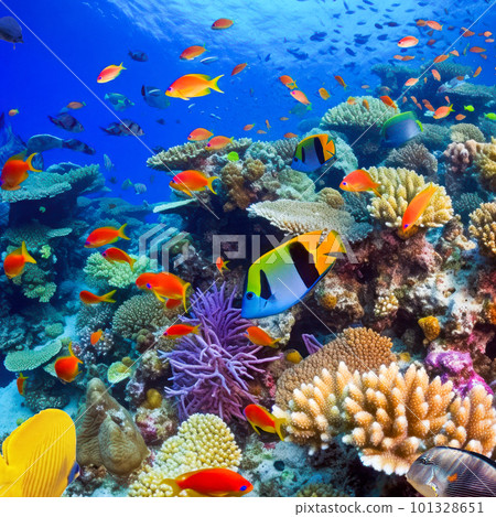 Underwater world in tropical ocean. 101328651