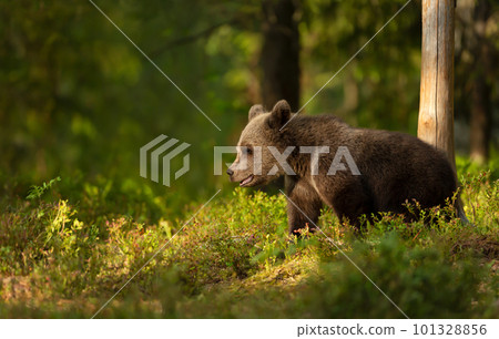 Portrait of a cute Eurasian Brown bear in a forest 101328856