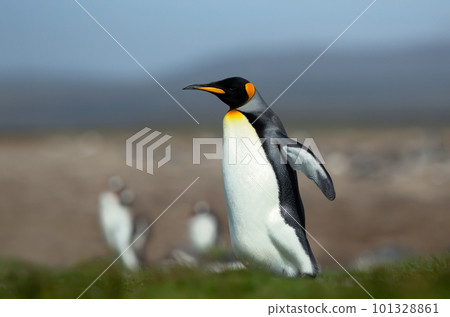 King penguin walking on a coastal area of the Falkland Islands 101328861