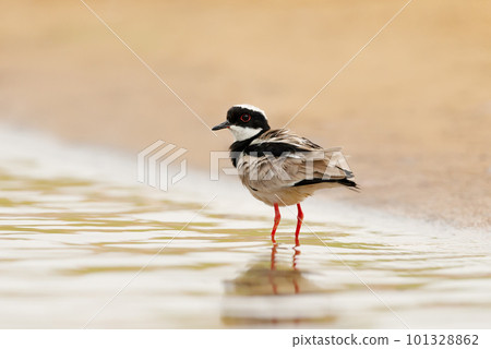 Pied plover also known as the pied lapwing standing in water Pied plover also known as the pied lapwing standing in water 101328862