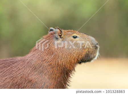 Portrait of Capybara on a sandy river bank 101328863