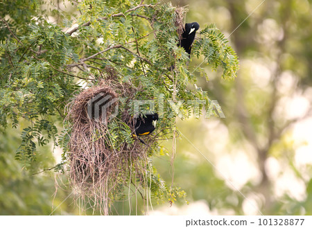 Close-up of Yellow-rumped cacique nesting, Pantanal, Brazil. 101328877
