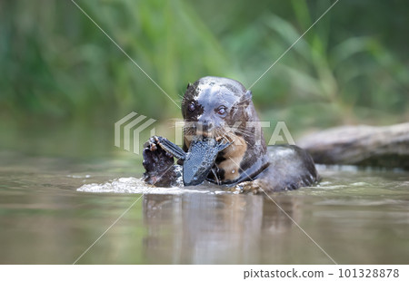 Giant otter eating fish in water 101328878
