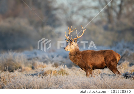 Close up of a Red deer stag in winter 101328880