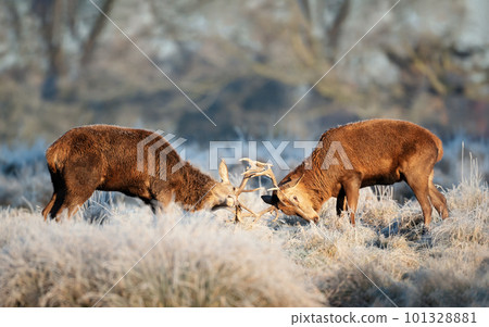 Red deer stags fighting in winter Red deer stags fighting in winter 101328881