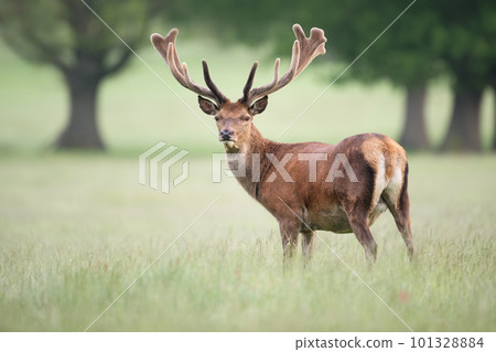 Red deer stag with velvet antlers in summer Red deer stag with velvet antlers in summer 101328884