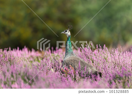 Close up of a Peahen in pink heather in summer Close up of a Peahen in pink heather in summer 101328885
